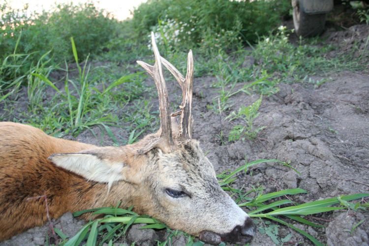 őzbak vadászat, Cigánd